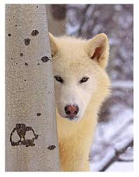 Frozen IcePack Wolves ~ A wolf RP Images?q=tbn:ANd9GcQXIxA5lpn5MYp-q1xcs3Ty1sm0QdWl7NlPjp 1n2fcfoiq6LvAq